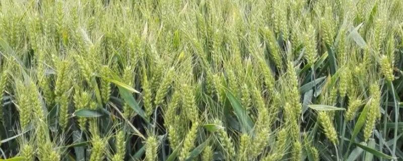 西农829小麦种子特点，适宜播期10月上中旬