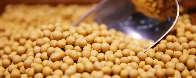 创鲜豆2号大豆种子特点，属晚熟鲜食春大豆品种
