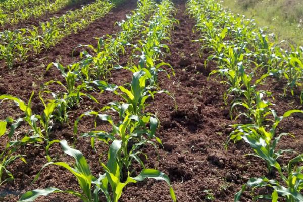 北农853玉米品种的特性，注意防治玉米螟