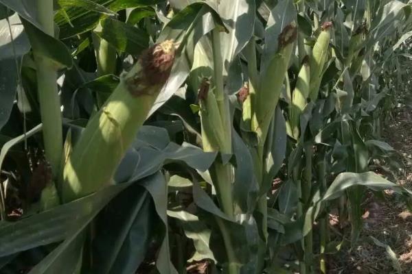 泰玉606玉米种子简介，适宜播期4月下旬到5月上旬