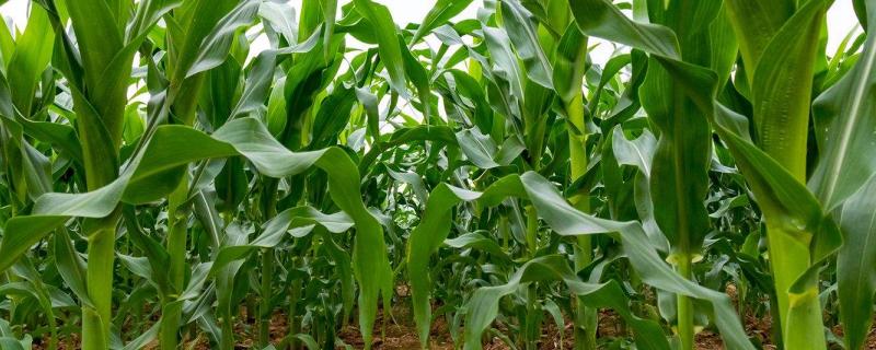 瑞普C919玉米种子简介，中抗大斑病