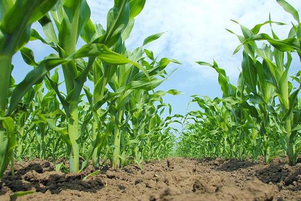 泰玉606玉米种子简介，适宜播期4月下旬到5月上旬