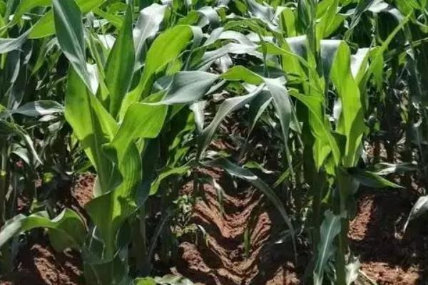 泰玉606玉米种子简介，适宜播期4月下旬到5月上旬