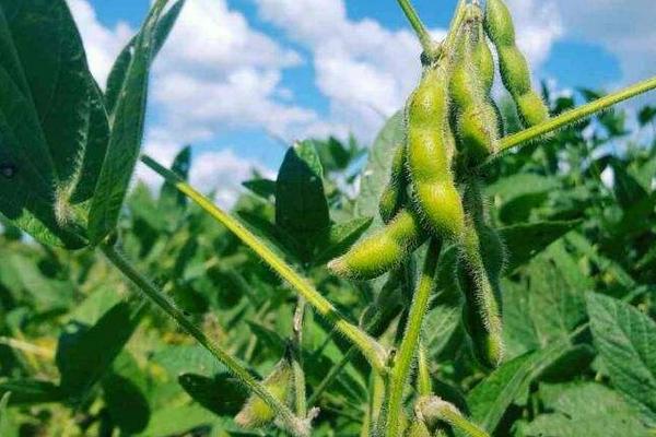 阜豆38大豆品种的特性，中抗花叶病毒病SC7株系