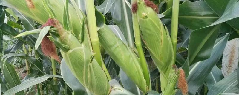 金科玉15玉米种子特征特性,中抗大斑病