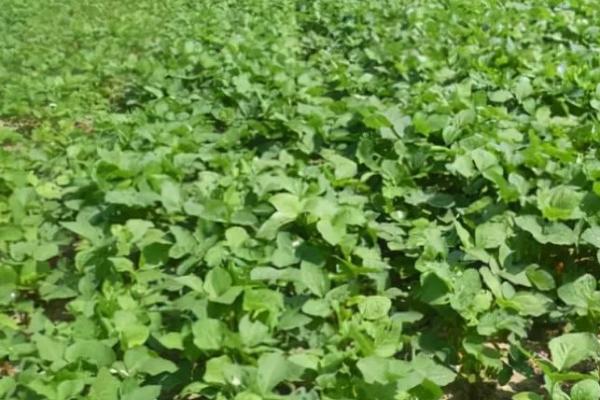 阜豆38大豆品种的特性，中抗花叶病毒病SC7株系