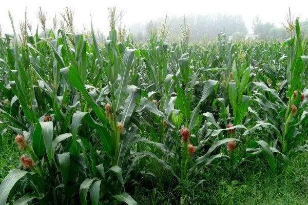 瑞普C919玉米种子简介，中抗大斑病