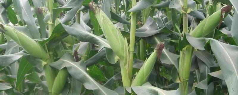 瑞普838玉米种子特征特性，适宜播期4月下旬至5月上旬