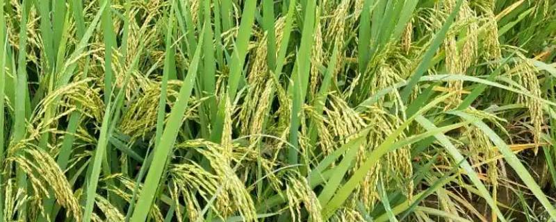 中农大5号水稻种子特点,常规粳型陆稻品种