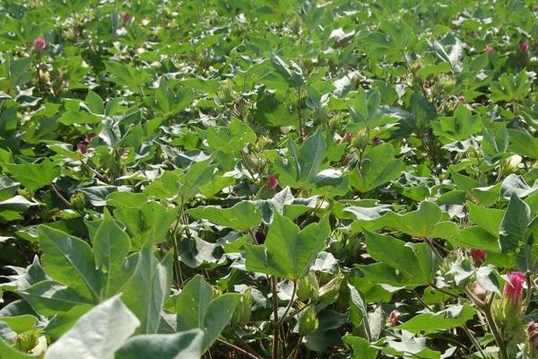 合鑫棉9号棉花种子简介，高抗枯萎病（病指3.52）