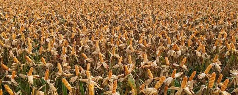 伊邦917玉米种子简介，出苗至成熟118天