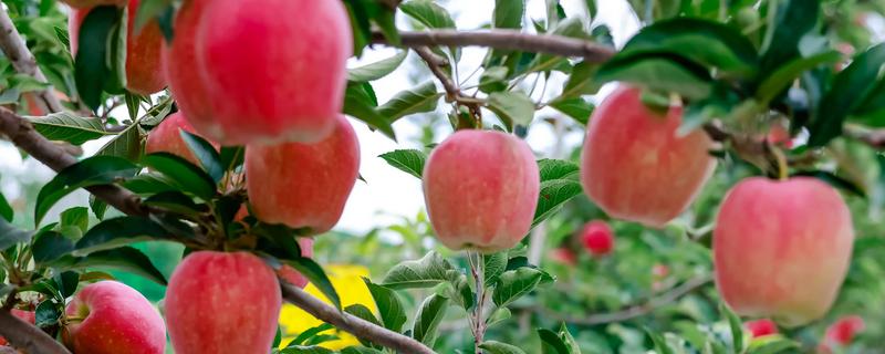 苹果的种植前景，是深受消费者欢迎的水果之一