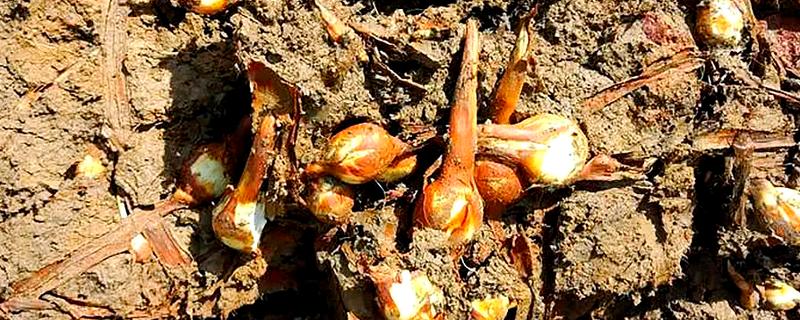 茨菇的种植栽培技术,适合生长在水肥充足的田地中