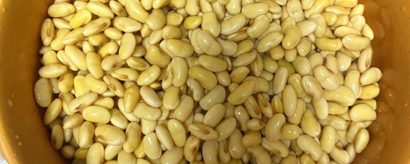黄豆怎么发成豆芽，要浸入清水中淘洗三次
