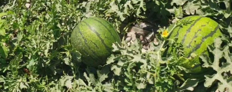 甘肃嘉峪关的特产，野麻湾西瓜备受消费者青睐