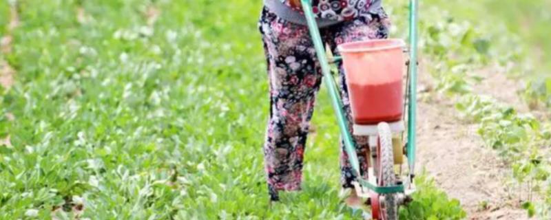 春花生如何进行平衡施肥,可增施有机肥