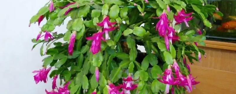 蟹爪兰冬季怎么养殖，追施磷钾肥可促进花芽分化