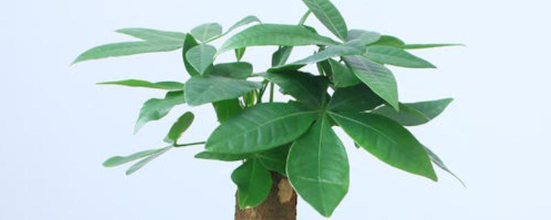 怎么养殖招财树，把温度保持在15-25℃