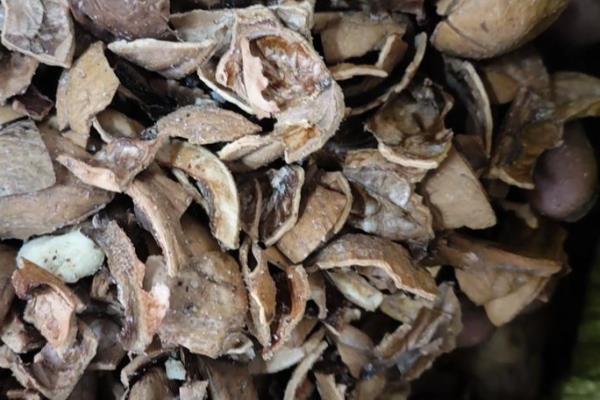 自制花肥的方法，可将淘米水和食醋混匀发酵