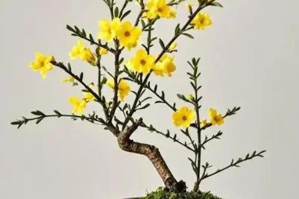 迎春花可以放在阳台吗,可以放在阳台上养护