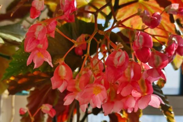 竹节海棠多开花的养殖方式,要及时进行修剪