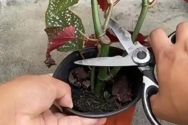 竹节海棠多开花的养殖方式,要及时进行修剪