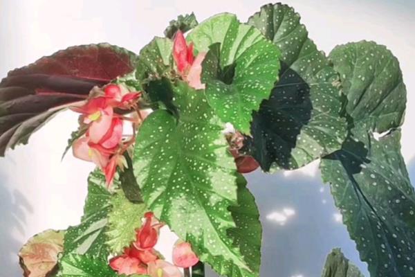 竹节海棠多开花的养殖方式,要及时进行修剪