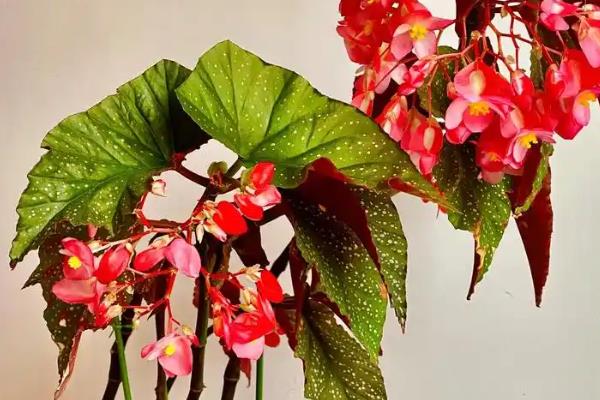 竹节海棠多开花的养殖方式,要及时进行修剪