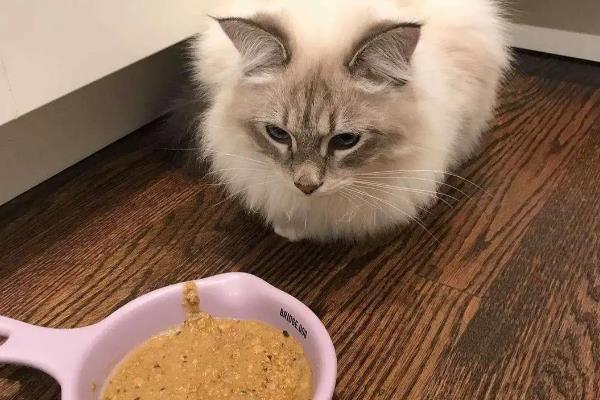 小猫不吃猫粮但又要叫的原因，可能是还没有吃习惯