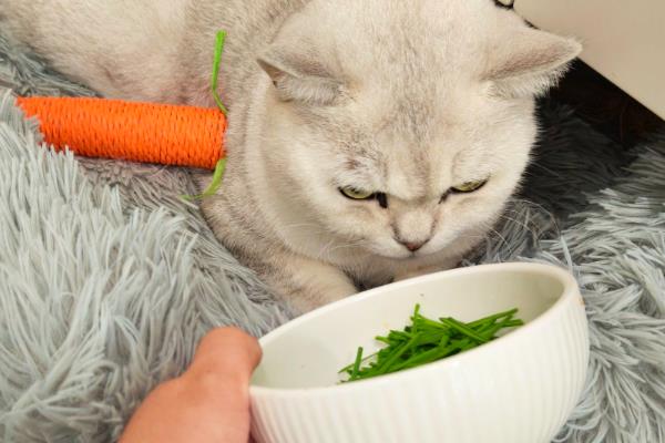 小猫不吃猫粮但又要叫的原因，可能是还没有吃习惯