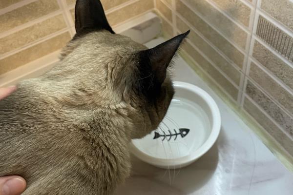 小猫不吃猫粮但又要叫的原因，可能是还没有吃习惯