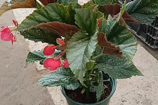 竹节海棠多开花的养殖方式,要及时进行修剪