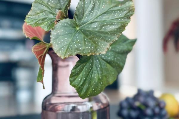 竹节海棠多开花的养殖方式,要及时进行修剪