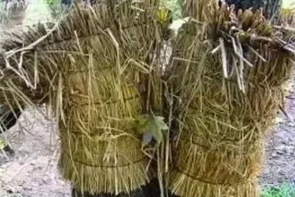 怎么在冬春季节防治农作物害虫，可草把灭虫、清园灭虫等