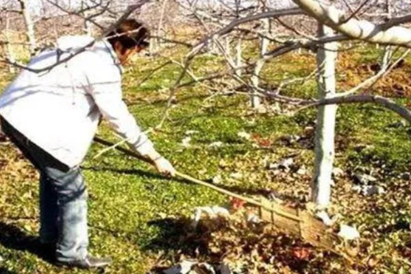怎么在冬春季节防治农作物害虫，可草把灭虫、清园灭虫等