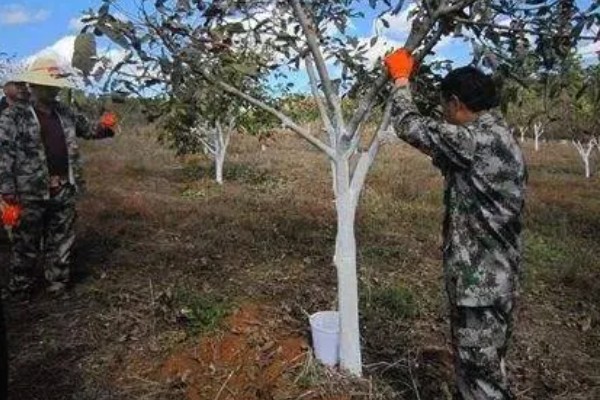 怎么在冬春季节防治农作物害虫，可草把灭虫、清园灭虫等