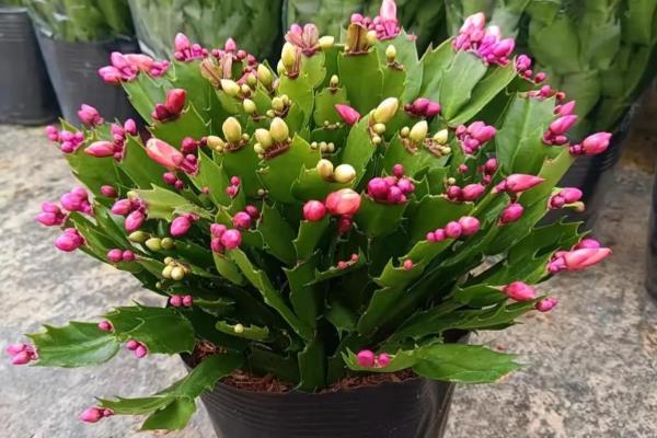 蟹爪兰冬季怎么养殖，追施磷钾肥可促进花芽分化