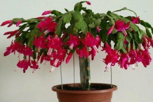 蟹爪兰冬季怎么养殖，追施磷钾肥可促进花芽分化