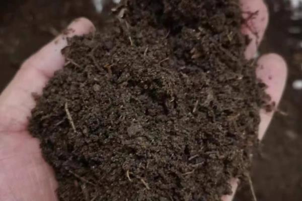 蟹爪兰冬季怎么养殖，追施磷钾肥可促进花芽分化