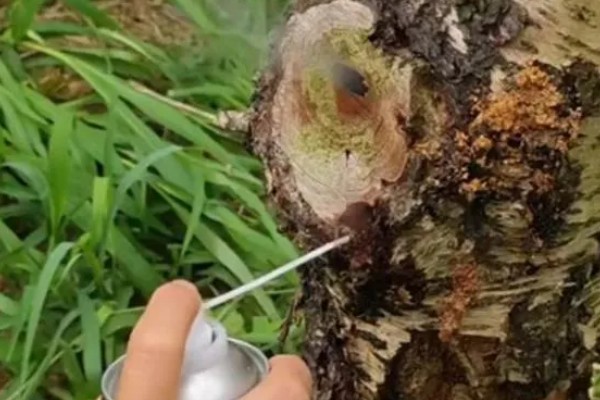 怎么在冬春季节防治农作物害虫，可草把灭虫、清园灭虫等