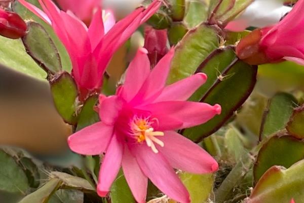 蟹爪兰冬季怎么养殖，追施磷钾肥可促进花芽分化