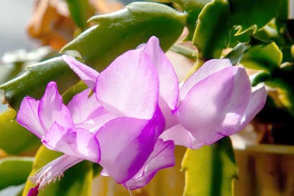 蟹爪兰冬季怎么养殖，追施磷钾肥可促进花芽分化