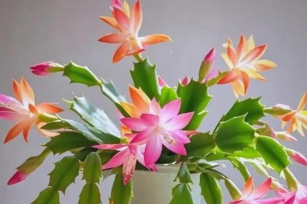 蟹爪兰冬季怎么养殖，追施磷钾肥可促进花芽分化