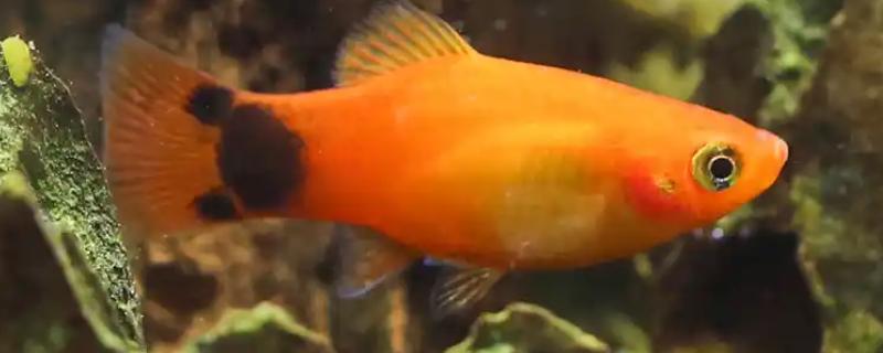 米奇鱼和孔雀鱼哪个好养,孔雀鱼的饲养难度低