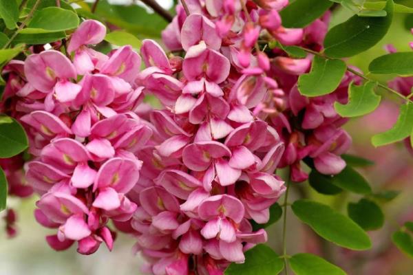 香花槐是落叶还是常绿树，香花槐是落叶乔木