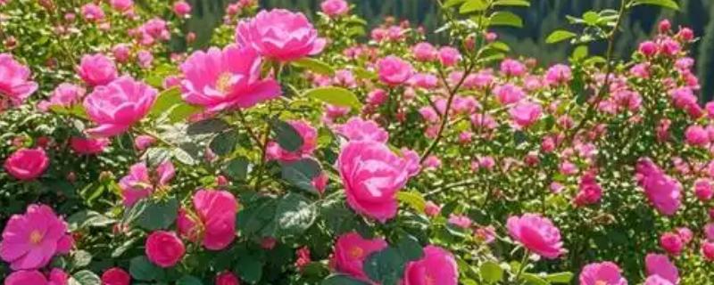 野玫瑰有什么花语，代表爱的誓言、纯洁的爱、浪漫热恋等含义