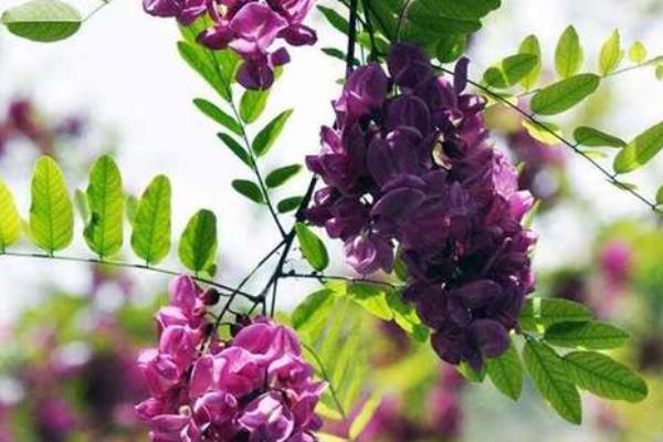 香花槐是落叶还是常绿树，香花槐是落叶乔木