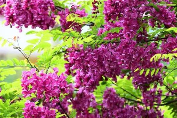 香花槐是落叶还是常绿树，香花槐是落叶乔木