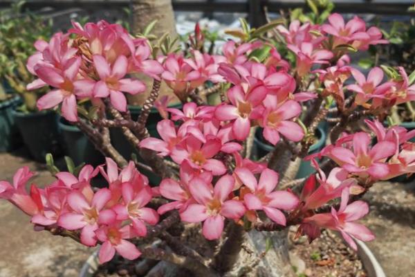 沙漠玫瑰的换盆方法，更换时保留部分旧土