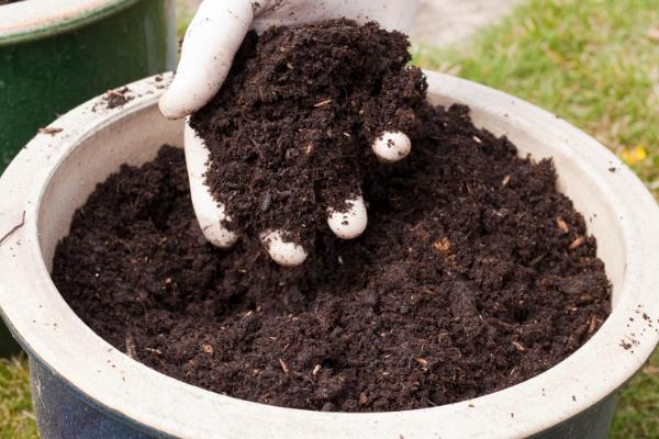 沙漠玫瑰的换盆方法，更换时保留部分旧土